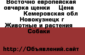 Восточно европейская овчарка-щенки! › Цена ­ 25 000 - Кемеровская обл., Новокузнецк г. Животные и растения » Собаки   